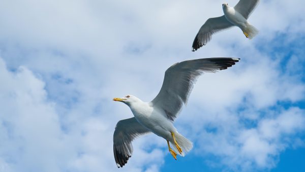 Utrecht ligt wakker van herriemakende meeuwen