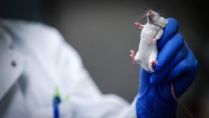 Wetenschappers maken muizenembryo's zonder sperma en eicellen