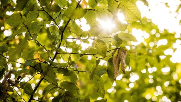 Man denkt in lakens gewikkelde lijken aan te treffen in het bos: 'Echt smerig'