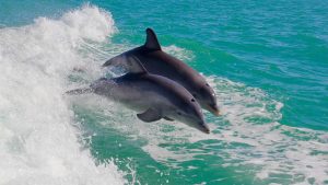 Thumbnail voor Wingman voor het leven: 'vriendschap' helpt mannelijke dolfijnen aan de vrouw