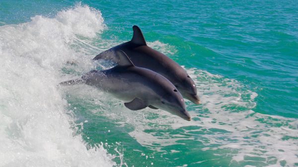 dolfijnen-sociaal-vriendschappen-levenslang-daten