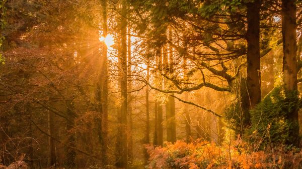 Krijgen we een Indian Summer dit najaar? Weervrouw Amara vertelt het ons