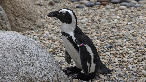 pinguin-lucas-pootaandoening-schoenen