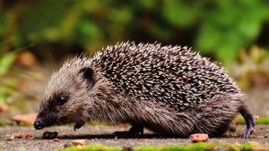 Thumbnail voor Zorgen bij dierenorganisaties: droogte leidt tot voedselgebrek voor dieren