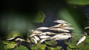 Thumbnail voor Regenbuien kunnen voor massale vissterfte zorgen: 'Haal ze niet zelf uit slootjes'