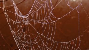 Thumbnail voor Giftige spin die kan bijten duikt steeds vaker op in Nederland, nu al 500 exemplaren