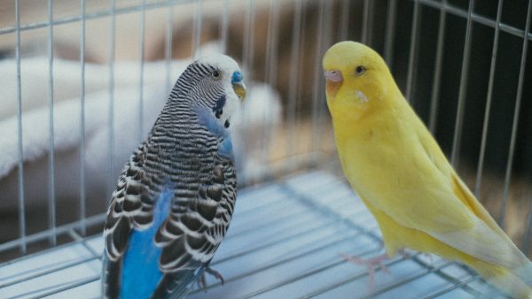 Vogel-ondernemer ziet loods met papegaaien in vlammen opgaan: 'Zonder enige vorm van afscheid'