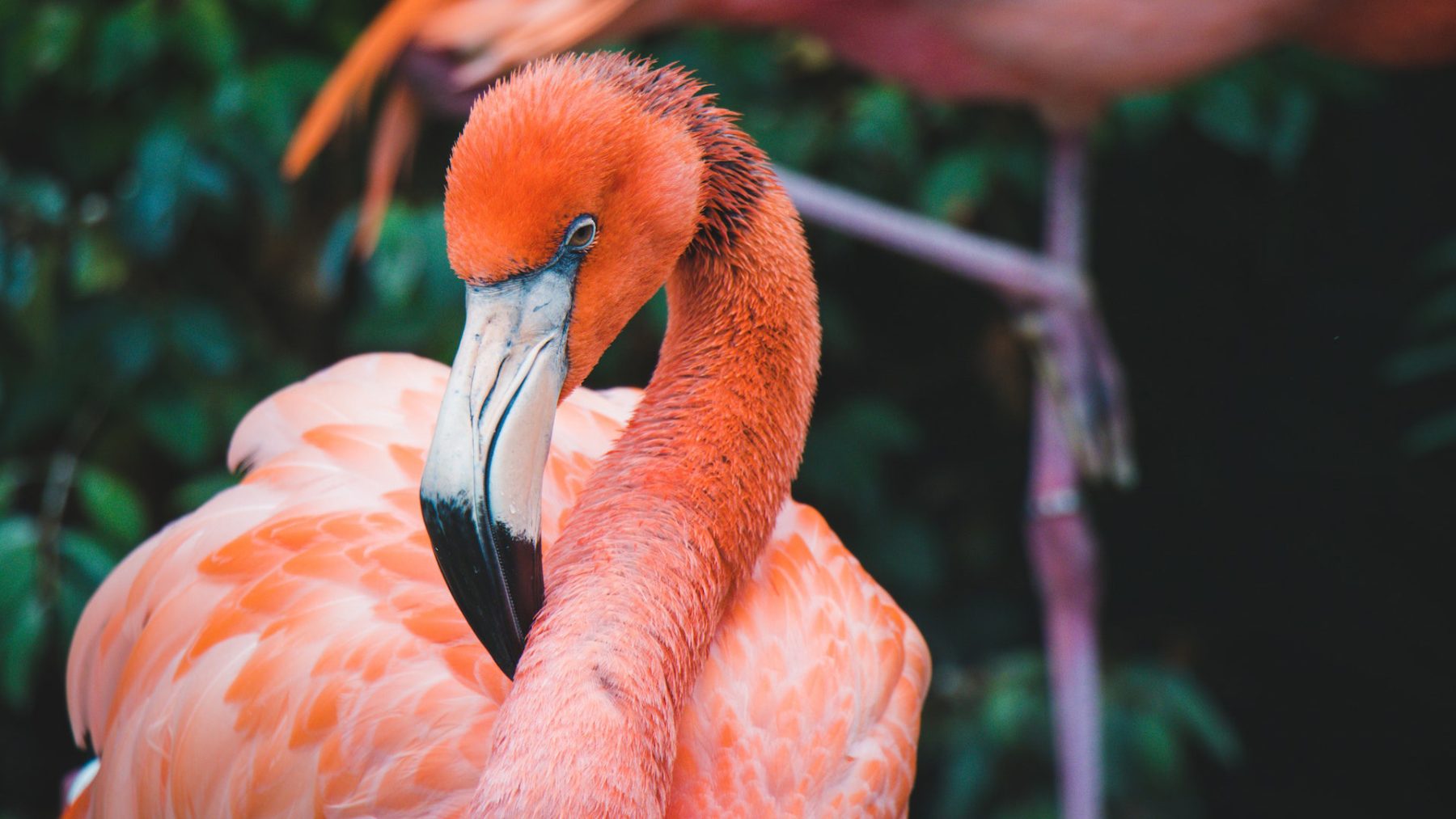 De flamingo's in Blijdorp hebben baby's