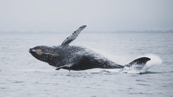 walvis-botst-boot-doden