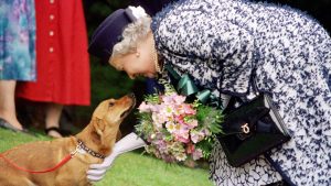 Thumbnail voor Corgi's van koningin Elizabeth krijgen nieuw (niet geheel vreemd) thuis