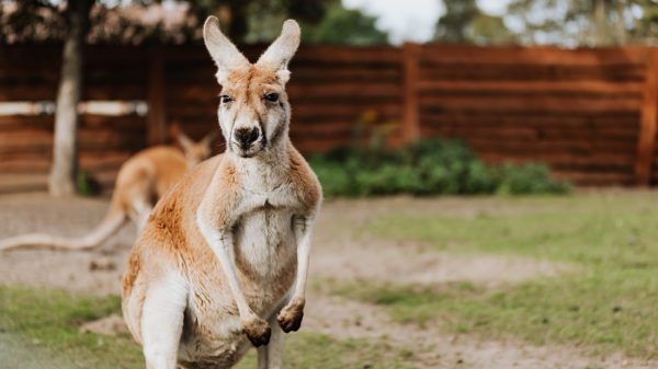Voor het eerst sinds 1936 dode door kangoeroe in Australië