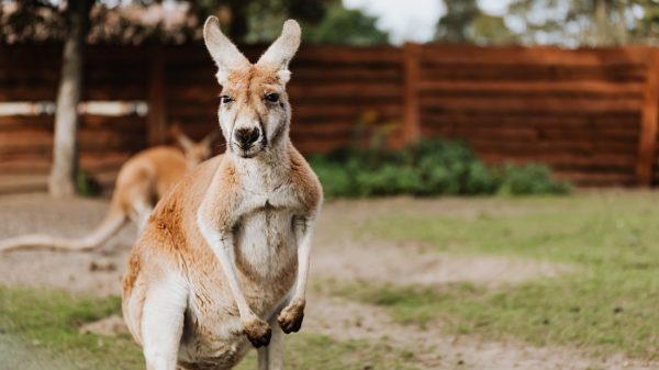 Voor het eerst sinds 1936 dode door kangoeroe in Australië