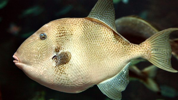 Naturalis haalt maanvis van zo'n 400 kg uit de vriezer en zet 'm op