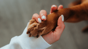 Thumbnail voor Op de sofa met je kat: dieren 'oordelen niet' en worden steeds vaker ingezet bij therapie