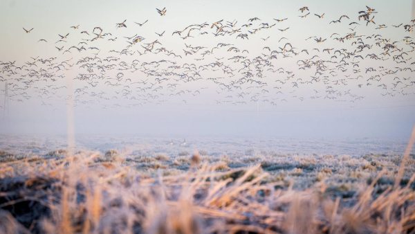 grondvorst Voor eerst dit najaar grondvorst gemeten