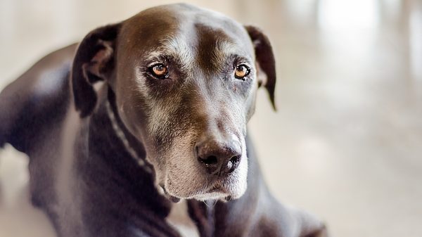 Dementie bij dieren