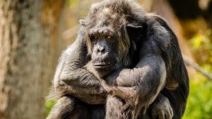 Thumbnail voor Bezoeker niet meer welkom in Antwerpse dierentuin door intieme band met aap: 'Ongezond'