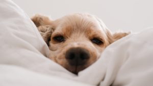 Thumbnail voor Dit betekent de slaappositie van jouw hond (en andere dingen die je wilt weten over je viervoeter)