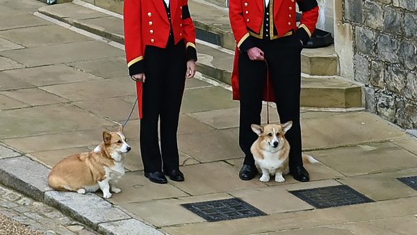 broertje corgi koningin Elizabeth