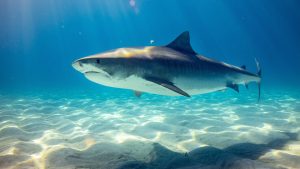 Vrouw gedood door witte haai in Zuid-Afrika