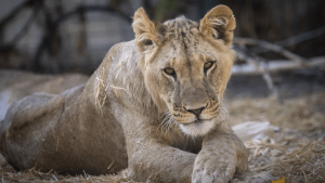 Thumbnail voor Leeuwin Tia in dierentuin Emmen overleden: 'Niet goed te zien dat er werd gevochten'