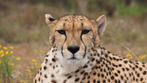 Thumbnail voor Flinke bijtwonden: cheeta grijpt scholier in safaripark Beekse Bergen