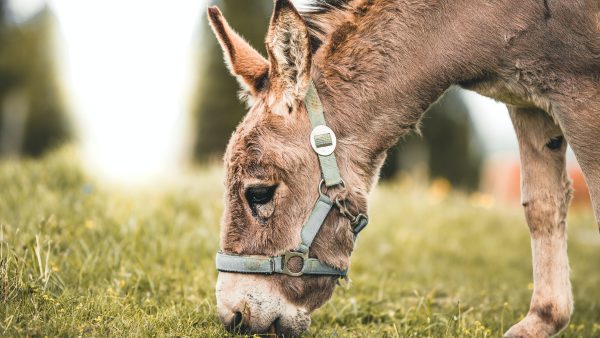 Na haar dood schonk Jans (98) complete boerderij mét dieren aan ezelopvang: 'Fantastisch, maar ook slapeloze nachten van'