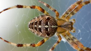 Thumbnail voor Het spinnenseizoen is begonnen: 'Maak ze niet dood, dan krijg je veel wespen en muggen'
