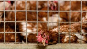 Thumbnail voor Europese gezondheidsdienst noemt vogelgriepepidemie 'ergste ooit'