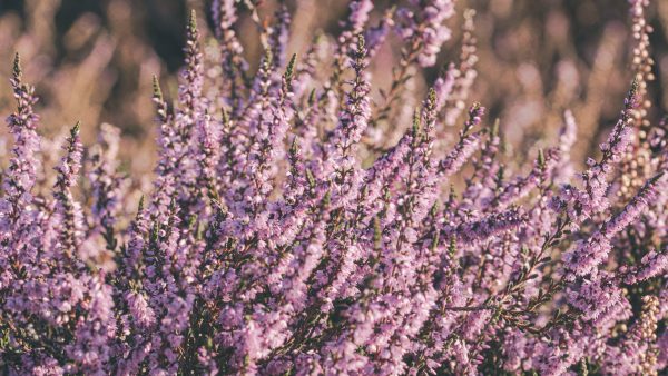 Boswachters verwachten onherstelbare schade door droogte