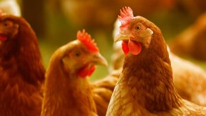 Weer nationale ophokplicht voor pluimvee vanwege vogelgriep