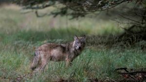 Thumbnail voor Trieste score: wolven doodden pony, 3 koeien en 3 kalfjes in Drenthe en Friesland
