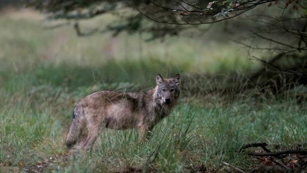 Wolven doodden pony, koeien en een kalfje in Drenthe en Friesland