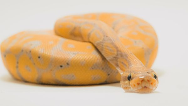 Gevaarlijk zaakje: Amerikaan smokkelt drie grote slangen in zijn broek