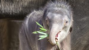 Thumbnail voor Diergaarde Blijdorp verwelkomt babyolifantje: 'Kraambezoek via webcam'