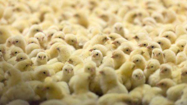 vleeskuikens Circa 80.000 vleeskuikens gedood in Waddinxveen om vogelgriep