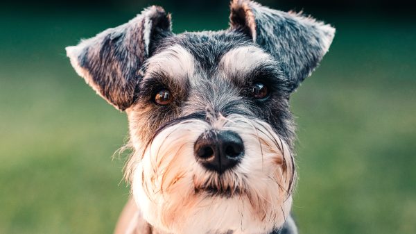 De crisis raakt ook huisdieren: stichting Sterk voor Dieren slaat alarm