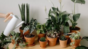 Thumbnail voor Gratis planten in huis? Op deze site kun je stekjes ruilen