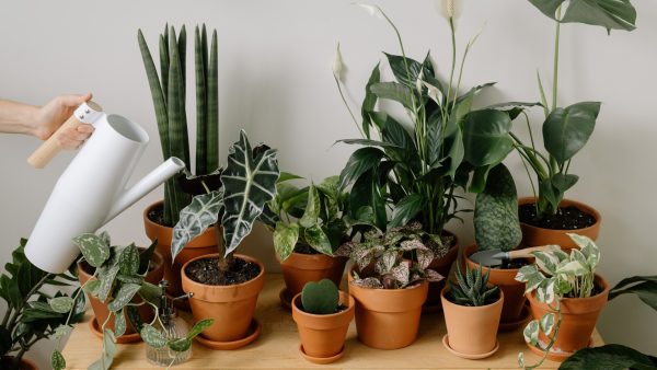 Gratis planten in huis? Op deze site kun je stekjes ruilen