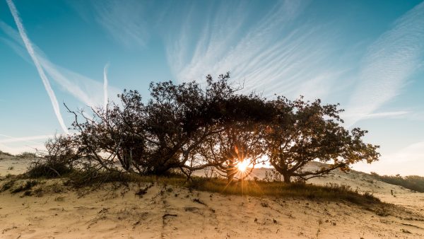 Grote grazers eten duinlandschap helemaal niet kaal