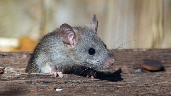 Veganiste met muizenplaag krijgt boete omdat ze de diertjes niet heeft verjaagd