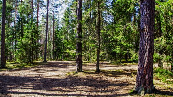 Hovenier in Amerika valt uit boom in een houtversnipperaar