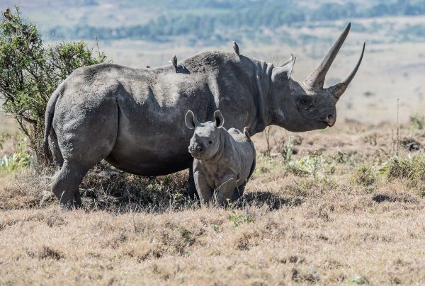 populaties wilde dieren