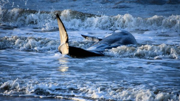 orka-aangespoeld-cadzand-overleden