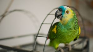 Thumbnail voor Zeldzame papegaaien schrikken zich letterlijk dood door luchtballon: halve ton schadevergoeding