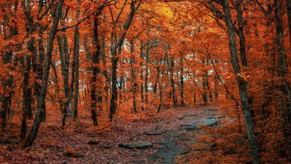 De mooiste plekken om herfstbladeren te bewonderen