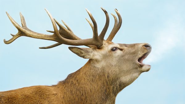 Fotogeniek edelhert Lambertus is niet meer: 'Waarschijnlijk afgeschoten'