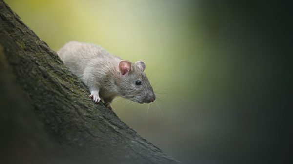 Brrrrr: Amsterdam blijft paradijs voor ratten