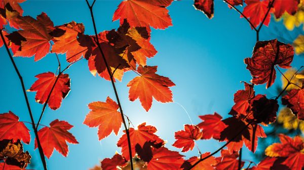 Lekker nazomeren: temperatuur blijft dit weekend uitzonderlijk hoog