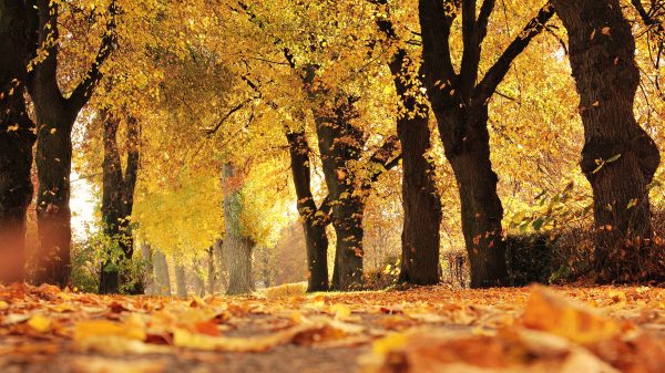 Herfst, of toch niet? Komende week bijzonder hoge temperaturen verwacht